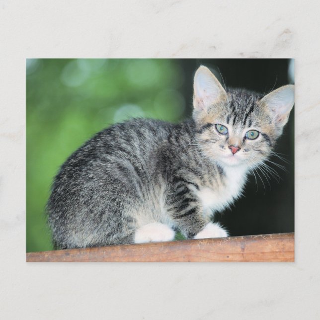 Kitten Postcard (Front)