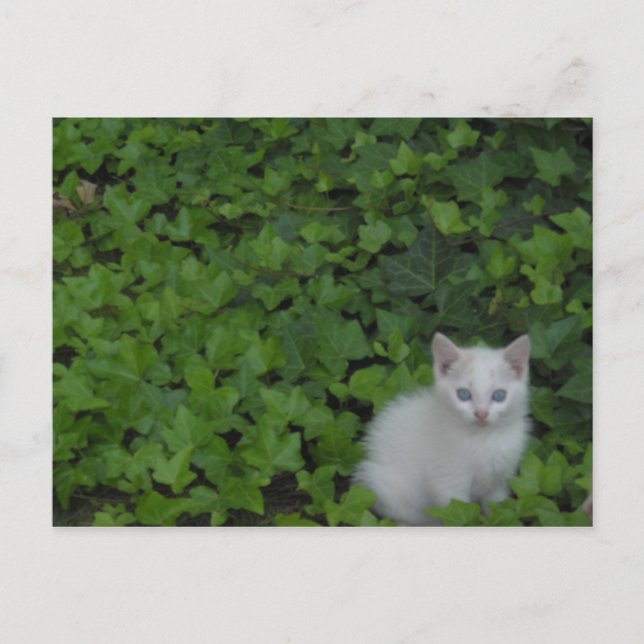 Kitten Postcard (Front)