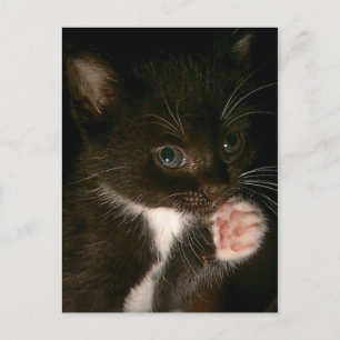 Kitten postcard