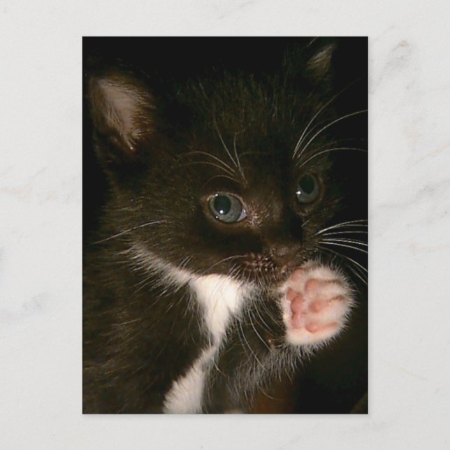 Kitten postcard (Front)