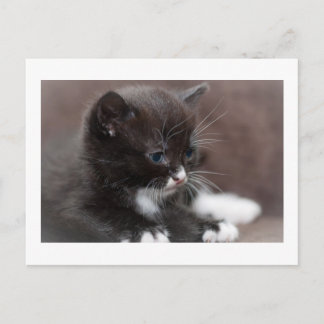 Kitten Postcard