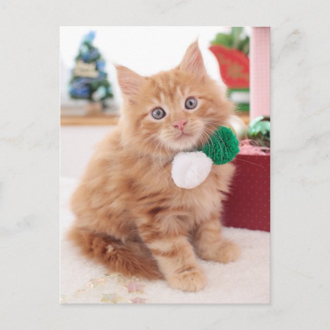 Kitten Postcard (Front)
