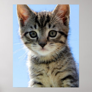 kitten poster
