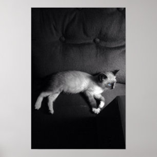 Kitten poster