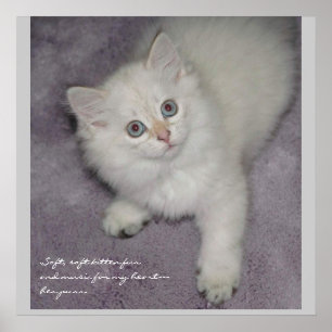 Kitten Poster
