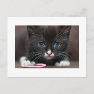 Kitten Power Postcard