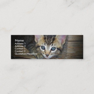 Kitten Profile Card