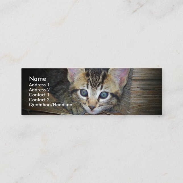 Kitten Profile Card (Front)