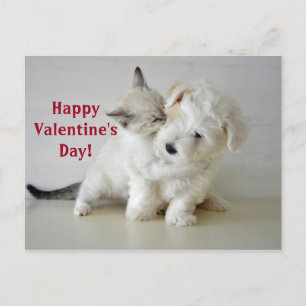 Kitten Puppy Valentine's Day Postcard