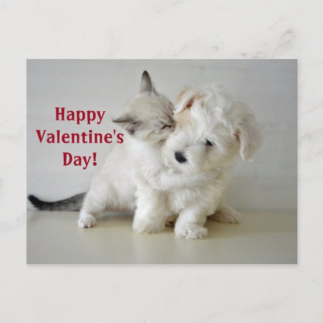 Kitten Puppy Valentine's Day Postcard (Front)