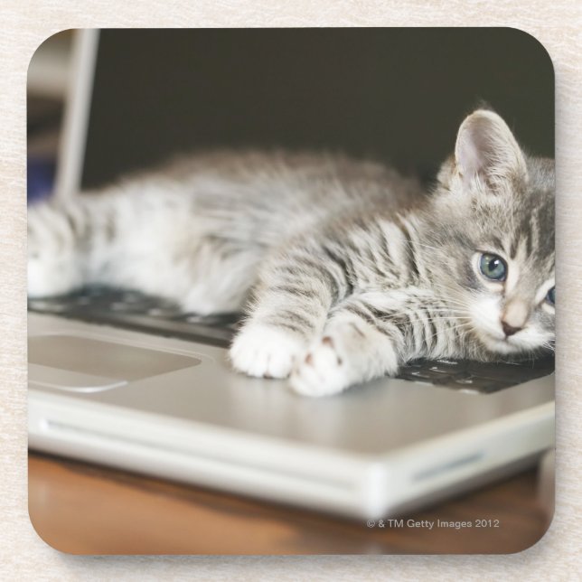 Kitten resting on laptop computer coaster (Front)