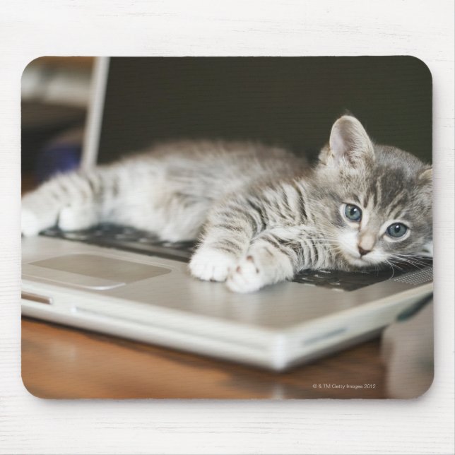 Kitten resting on laptop computer mouse pad (Front)