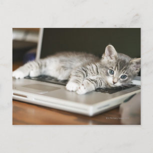 Kitten resting on laptop computer postcard