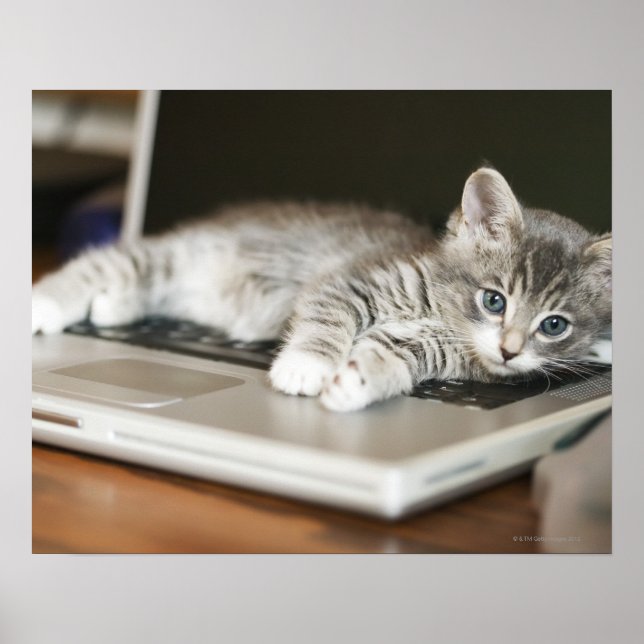 Kitten resting on laptop computer poster (Front)