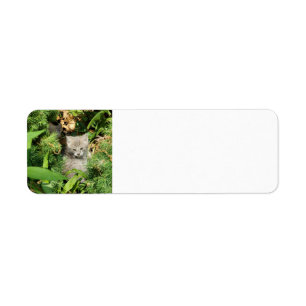 Kitten Return Address Label