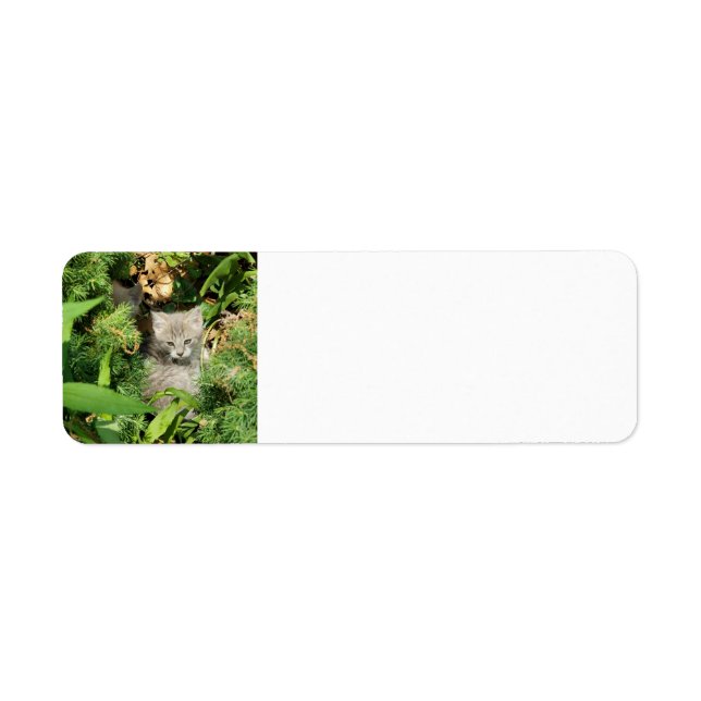 Kitten Return Address Label (Front)