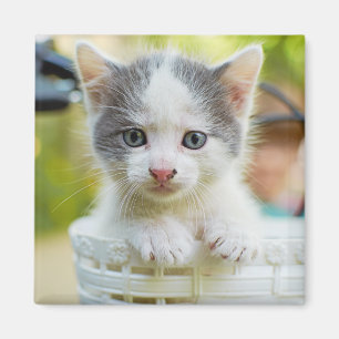 Kitten Rides A Bike Magnet