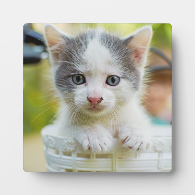 Kitten Rides A Bike Plaque (Front)