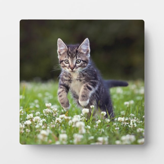 Kitten Running Through Clover Plaque (Front)