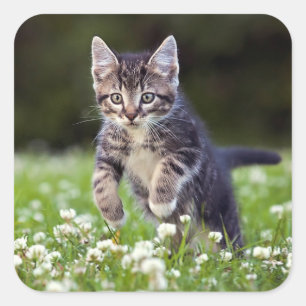 Kitten Running Through Clover Square Sticker