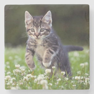 Kitten Running Through Clover Stone Coaster
