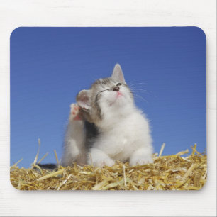 Kitten sitting on straw, scratching, close-up mouse pad