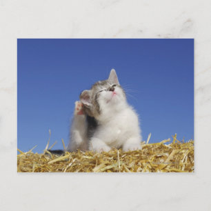 Kitten sitting on straw, scratching, close-up postcard