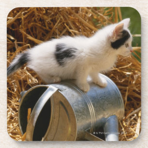 Kitten sitting on top of watering can coaster