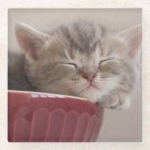 Kitten Sleeping In A Bowl Glass Coaster