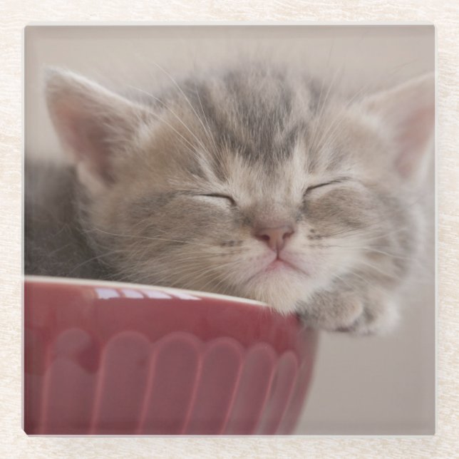 Kitten Sleeping In A Bowl Glass Coaster (Front)
