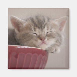 Kitten Sleeping In A Bowl Magnet