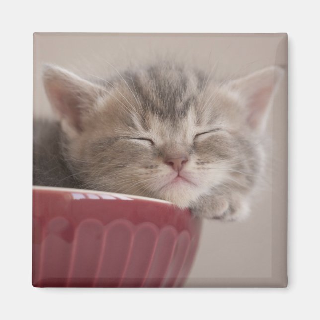 Kitten Sleeping In A Bowl Magnet (Front)