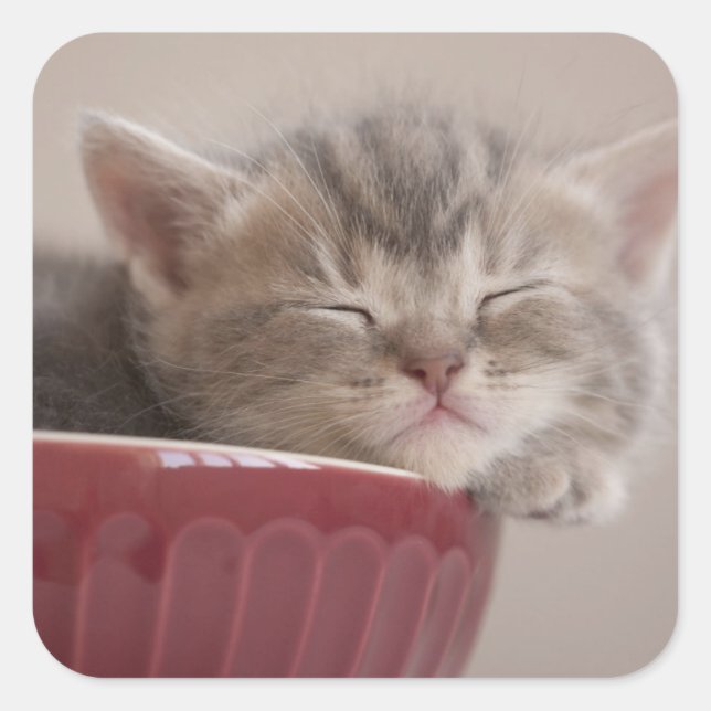 Kitten Sleeping In A Bowl Square Sticker (Front)