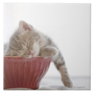 Kitten Sleeping in Bowl Ceramic Tile
