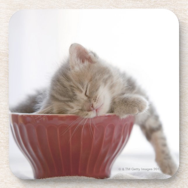 Kitten Sleeping in Bowl Coaster (Front)