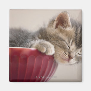 Kitten Sleeping in Bowl Magnet