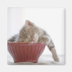 Kitten Sleeping in Bowl Magnet
