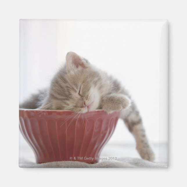Kitten Sleeping in Bowl Magnet (Front)