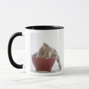 Kitten Sleeping in Bowl Mug