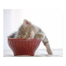 Kitten Sleeping in Bowl