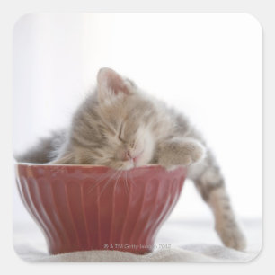 Kitten Sleeping in Bowl Square Sticker