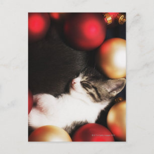 Kitten sleeping in decorations postcard