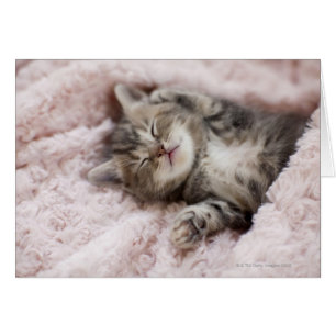 Kitten Sleeping on Towel