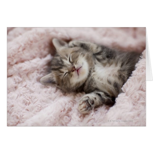 Kitten Sleeping on Towel (Front Horizontal)
