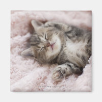 Kitten Sleeping on Towel