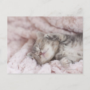 Kitten Sleeping on Towel Postcard