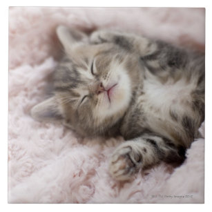 Kitten Sleeping on Towel Tile