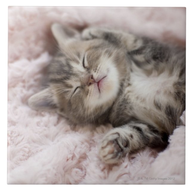Kitten Sleeping on Towel Tile (Front)