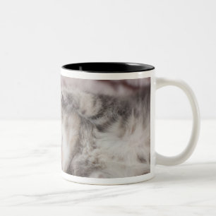 Kitten Sleeping on Towel Two-Tone Coffee Mug