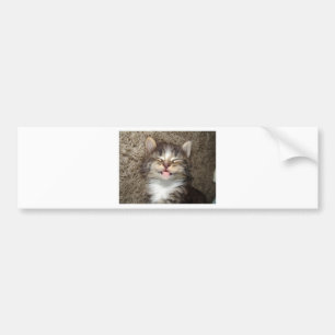Kitten Smile Bumper Sticker